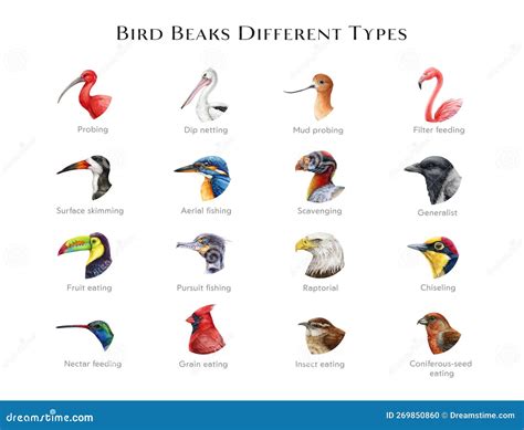 Beak Variations: Exploring the Diverse Types of Bird Beaks.